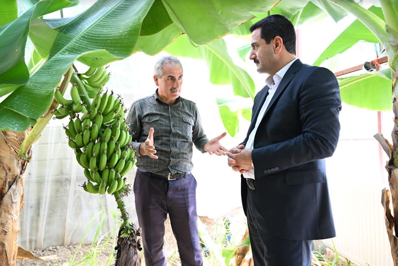 Battalgazi’de Muz Hasadı Başlıyor